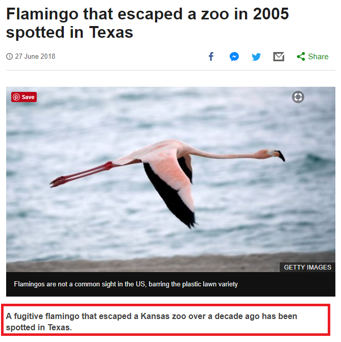 An example of a lede in a news story about an escaped flaimingo.
